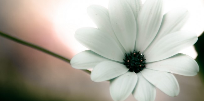 pure white flower